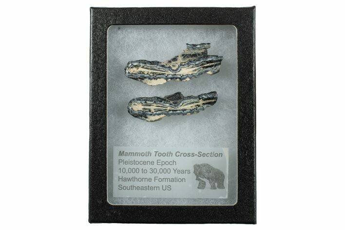 Mammoth Molar Slices with Case - South Carolina #263456